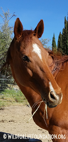 Rescued racehorse saved from slaughter